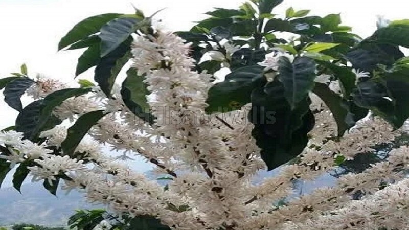 ₹3.30 Cr&nbsp;|&nbsp;13.2 acres coffee estate for sale  near chikmagalur