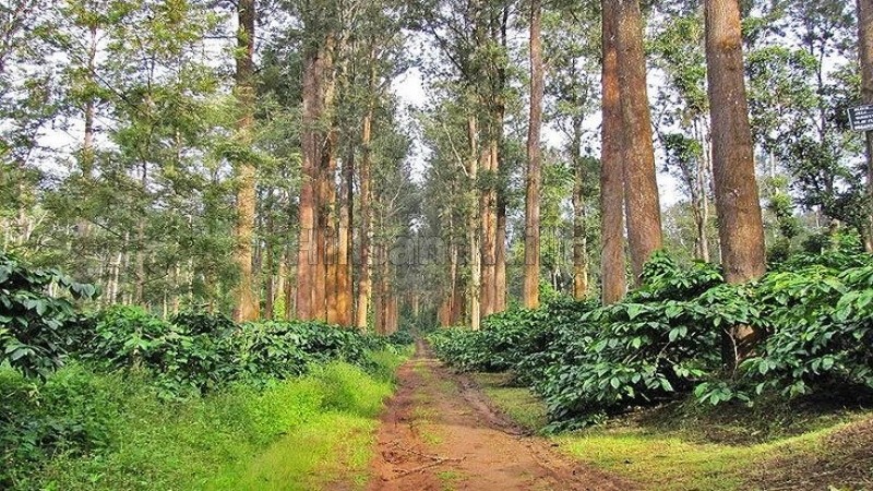 ₹3.30 Cr&nbsp;|&nbsp;13.2 acres coffee estate for sale  near chikmagalur