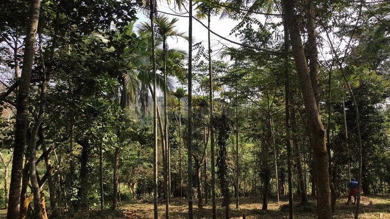 ₹2.14 Cr&nbsp;|&nbsp;4.75 acres residential plot for sale  in mananthavady wayanad