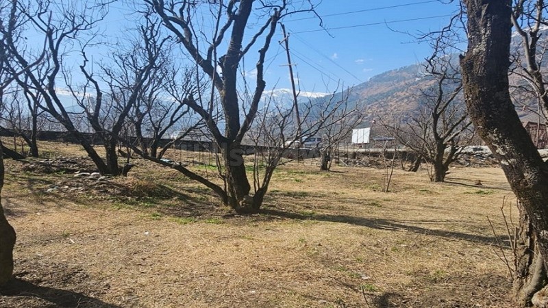 ₹3.70 Cr | 37 biswa plum orchard for sale in patlikuhal-naggar kullu-manali