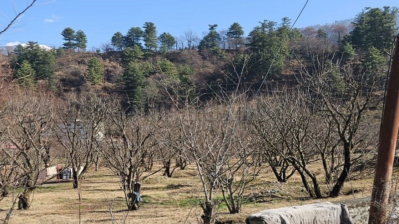 ₹3.70 Cr | 37 biswa plum orchard for sale in patlikuhal-naggar kullu-manali