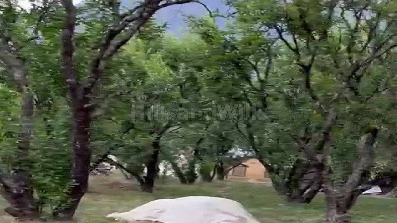 ₹3.70 Cr | 37 biswa plum orchard for sale in patlikuhal-naggar kullu-manali