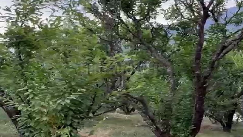 ₹3.70 Cr | 37 biswa plum orchard for sale in patlikuhal-naggar kullu-manali