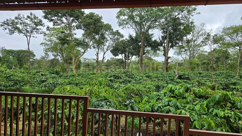 ₹36 Lac&nbsp;|&nbsp;6000 sq.ft.  gated community coffee farm plots for sale  in virajpet coorg