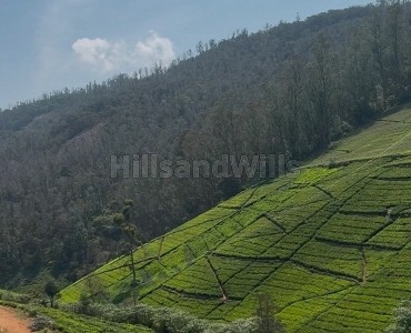 22 cents agriculture land for sale  in kattabettu kotagiri