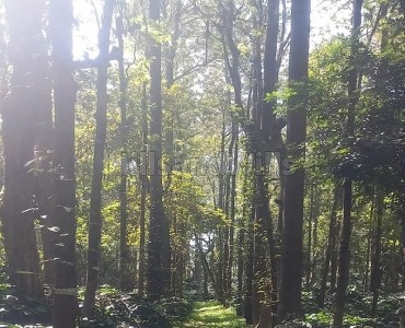 50 acres coffee estate for sale  in somwarpet coorg