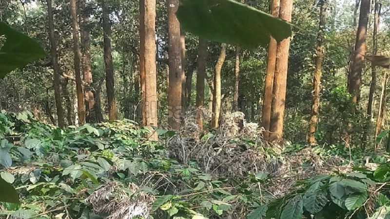 ₹20 Cr&nbsp;|&nbsp;50 acres coffee estate for sale  in somwarpet coorg