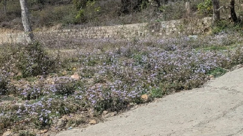 ₹7 Cr&nbsp;|&nbsp;3100 gaj agriculture land for sale  in garhi cantt dehradun