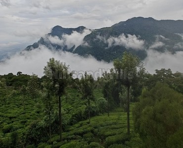 36 cents tea estate for sale  near sim's park coonoor