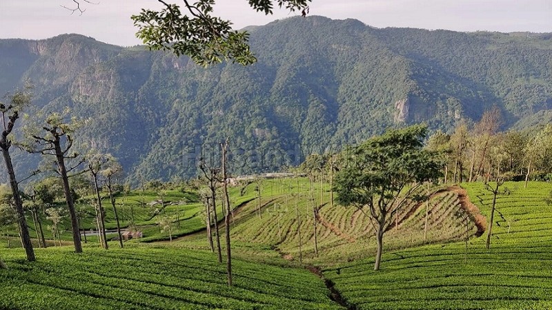 ₹1.80 Cr&nbsp;|&nbsp;36 cents tea estate for sale  near sim's park coonoor