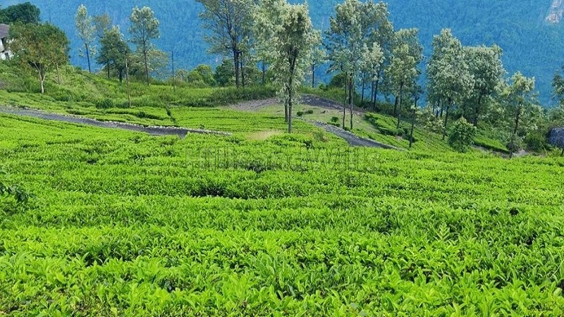 ₹1.80 Cr&nbsp;|&nbsp;36 cents tea estate for sale  near sim's park coonoor