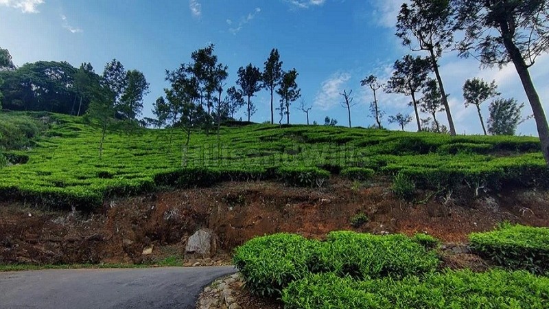 ₹1.80 Cr&nbsp;|&nbsp;36 cents tea estate for sale  near sim's park coonoor