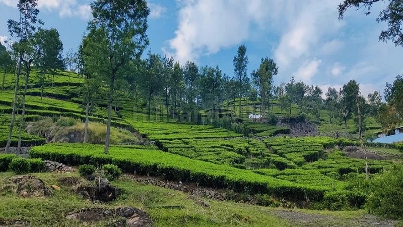 ₹1.80 Cr&nbsp;|&nbsp;36 cents tea estate for sale  near sim's park coonoor