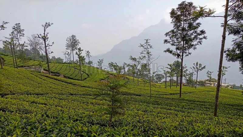 ₹1.80 Cr&nbsp;|&nbsp;36 cents tea estate for sale  near sim's park coonoor