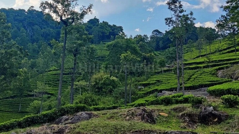 ₹1.80 Cr&nbsp;|&nbsp;36 cents tea estate for sale  near sim's park coonoor