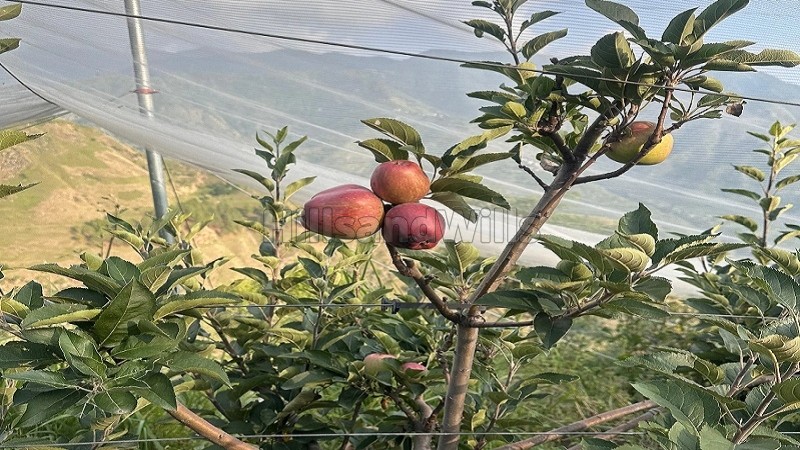 ₹6.50 Cr&nbsp;|&nbsp;2bhk  apple orchard farm house for sale  in tehri near mussoorie