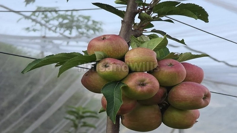 ₹6.50 Cr&nbsp;|&nbsp;2bhk  apple orchard farm house for sale  in tehri near mussoorie