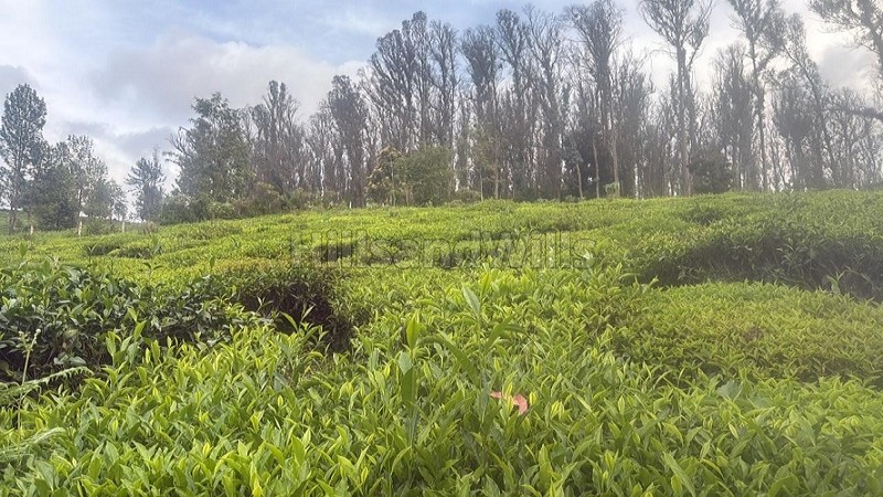 ₹2 Cr&nbsp;|&nbsp;1.02 acres agriculture land for sale  in adigaratty near coonoor