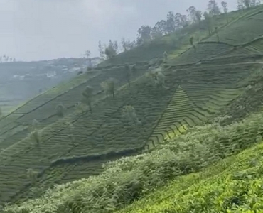 3 acres tea estate for sale in yedakkad ooty 3 acres tea estate for sale in yedakkad ooty