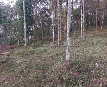 50 cents agriculture land for sale  in moonanakuzhi wayanad