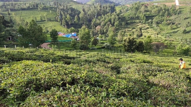 ₹1.41 Cr&nbsp;|&nbsp;56.6 cents  tea garden land for sale  in adigaratty ooty
