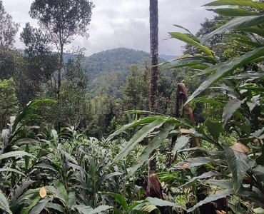 2.15 acres agriculture land for sale  near near kallimaly idukki