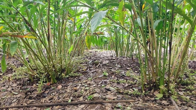 ₹75 Lac&nbsp;|&nbsp;2.15 acres agriculture land for sale  near near kallimaly idukki