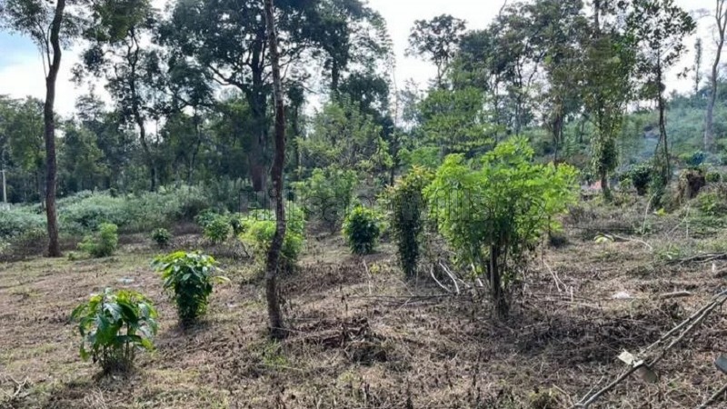 ₹40 Lac&nbsp;|&nbsp;50 cents residential plot for sale  in manathavadi wayanad