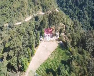 33 bigha  kiwi orchard with cottage for sale  in waknaghat solan