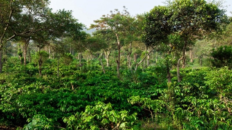 ₹36 Lac | 6000 sq.ft. premium estate plots for sale in virajpet coorg