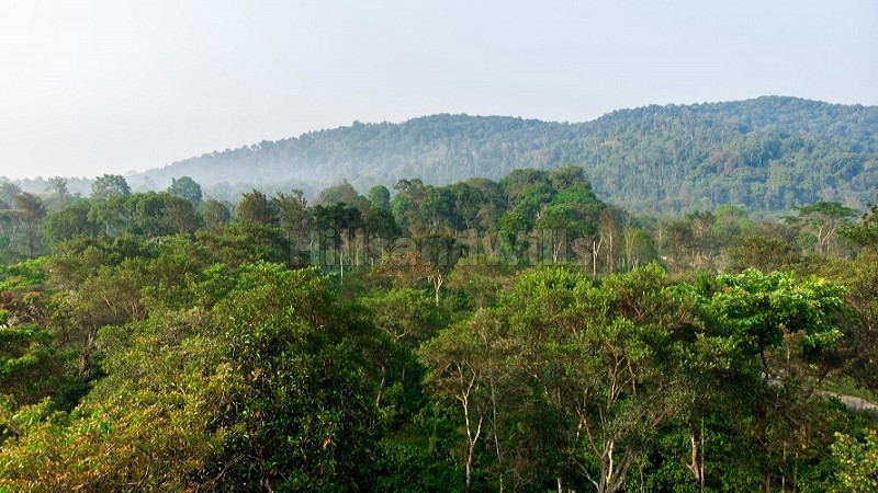 ₹36 Lac | 6000 sq.ft. premium estate plots for sale in virajpet coorg