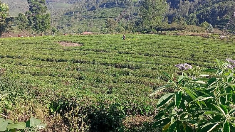 ₹6 Cr&nbsp;|&nbsp;1 acres agriculture land for sale  in westbrook kotagiri