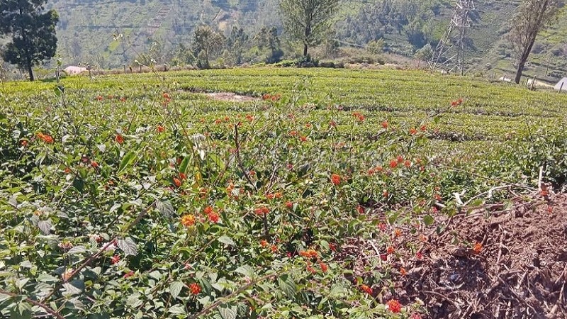 ₹6 Cr&nbsp;|&nbsp;1 acres agriculture land for sale  in westbrook kotagiri