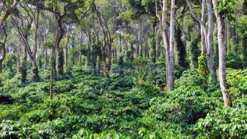 ₹4 Cr&nbsp;|&nbsp;5 acres coffee estate for sale  near dubare elephant camp coorg