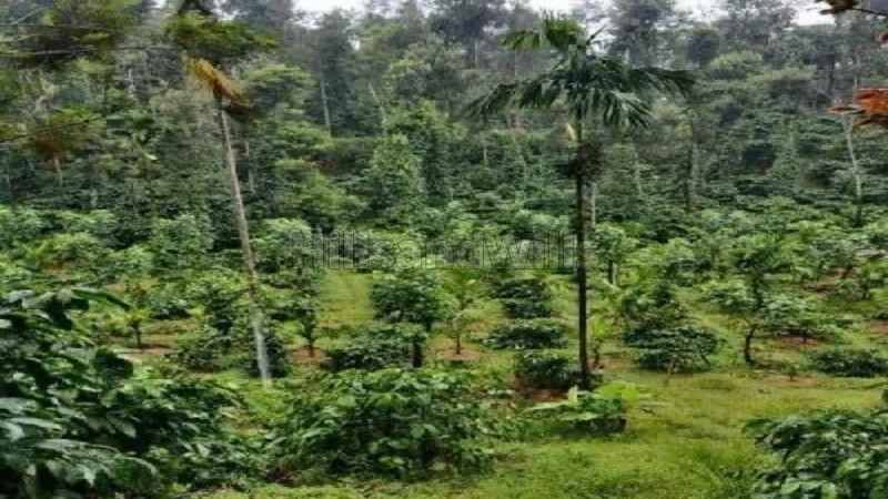 ₹4 Cr&nbsp;|&nbsp;5 acres coffee estate for sale  near dubare elephant camp coorg