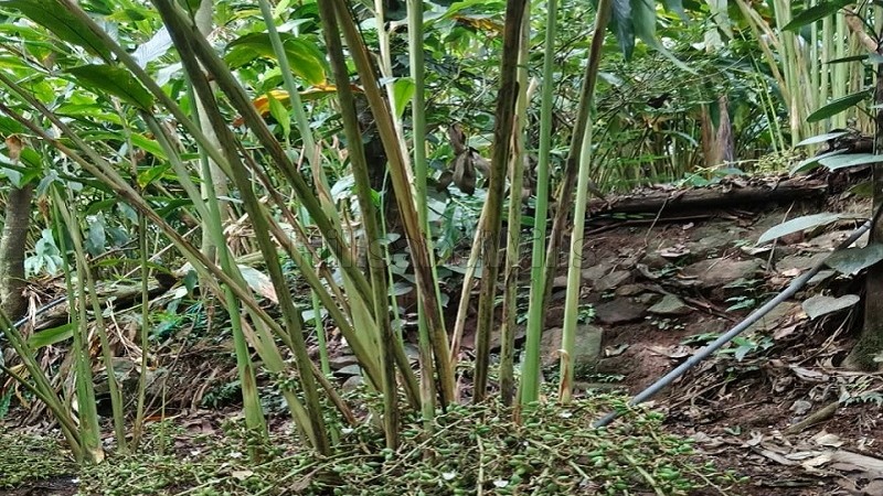 ₹60 Lac | 50 cents commerical land for sale in nedumkandam idukki