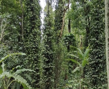 2 acres  coffee & pepper estate for sale  near thandikudi kodaikanal