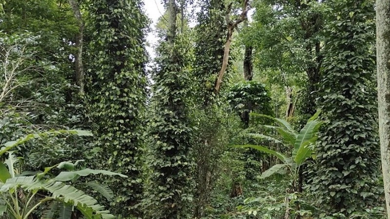 ₹80 Lac&nbsp;|&nbsp;2 acres  coffee & pepper estate for sale  near thandikudi kodaikanal