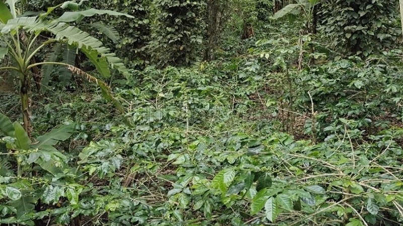 ₹80 Lac&nbsp;|&nbsp;2 acres  coffee & pepper estate for sale  near thandikudi kodaikanal
