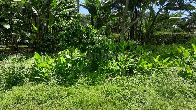 ₹20 Lac&nbsp;|&nbsp;1650 sq.ft. residential plot for sale  in mangalam kombu, thandikudi, kodaikanal