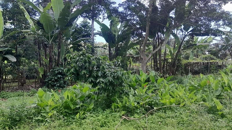 ₹20 Lac&nbsp;|&nbsp;1650 sq.ft. residential plot for sale  in mangalam kombu, thandikudi, kodaikanal