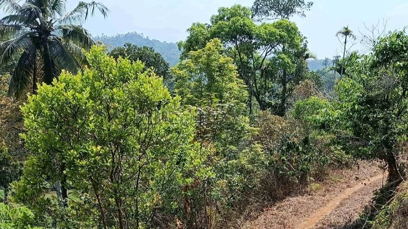₹60 Lac&nbsp;|&nbsp;2 acres agriculture land for sale  near manathwady wayanad