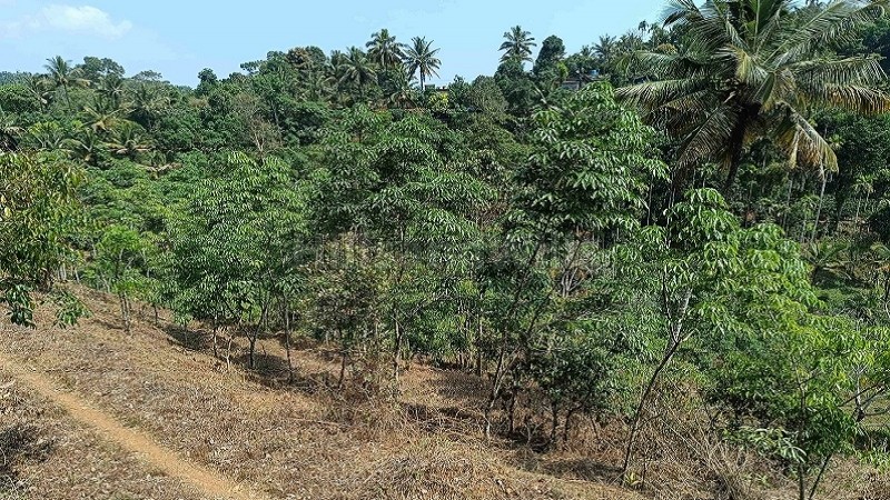 ₹60 Lac&nbsp;|&nbsp;2 acres agriculture land for sale  near manathwady wayanad