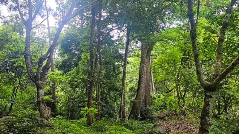 ₹1.90 Cr&nbsp;|&nbsp;9.5 acres  land with private waterfalls for sale  in kodaikanal