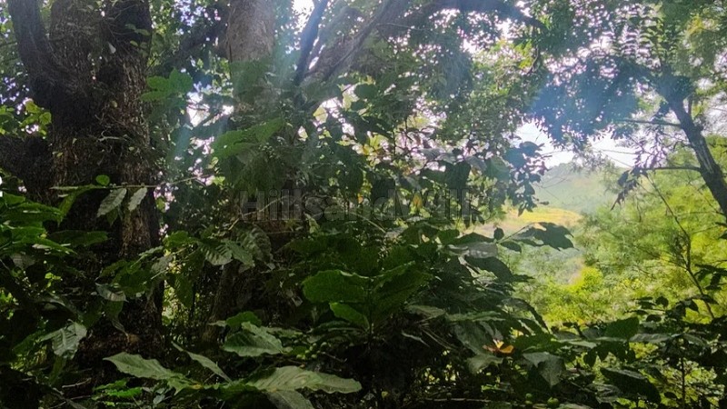 ₹1.90 Cr&nbsp;|&nbsp;9.5 acres  land with private waterfalls for sale  in kodaikanal