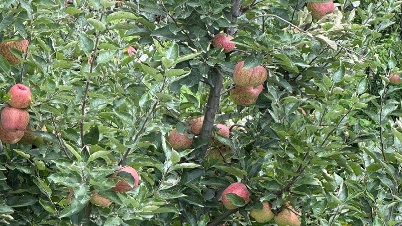 ₹12.75 Cr&nbsp;|&nbsp;6000 sq. ft hotel for sale  in prini kullu-manali along with 30 biswa land