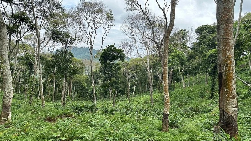 ₹30 Lac | 325 acres agriculture land for sale in pandrimalai village kodaikanal