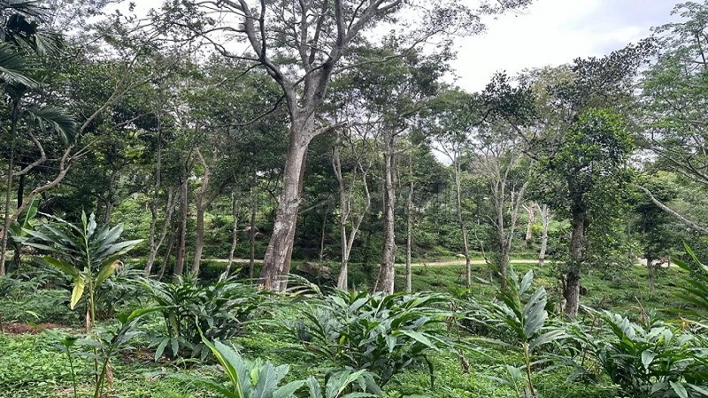 ₹30 Lac | 325 acres agriculture land for sale in pandrimalai village kodaikanal