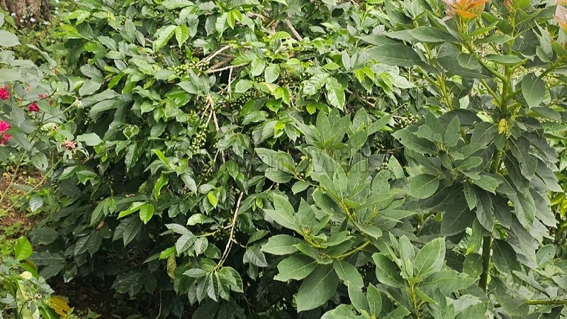 ₹7.26 Cr&nbsp;|&nbsp;22 acres agriculture land for sale  in vadakavunji kodaikanal