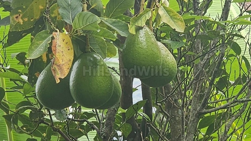 ₹7.26 Cr&nbsp;|&nbsp;22 acres agriculture land for sale  in vadakavunji kodaikanal